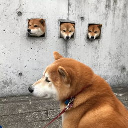 柴犬会见网红三墙头柴,可以说很欠扁了