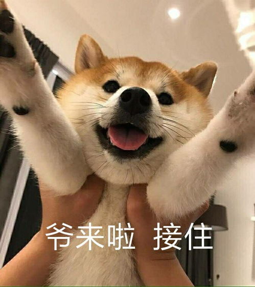 直男都用些什么表情包