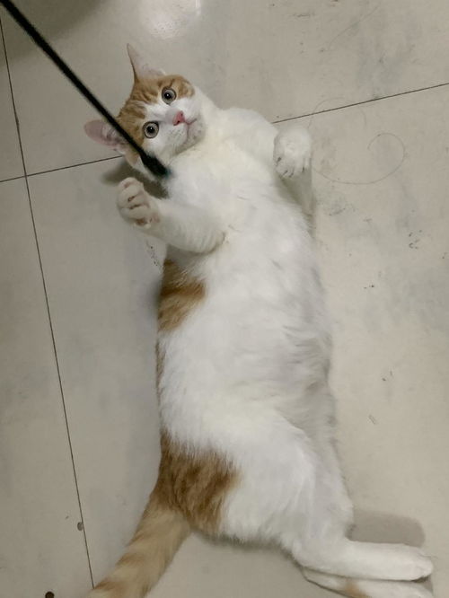 杭州可爱小橘猫免费领养