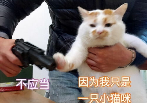 猫咪被主人打不反抗,其实在它眼中是这样的