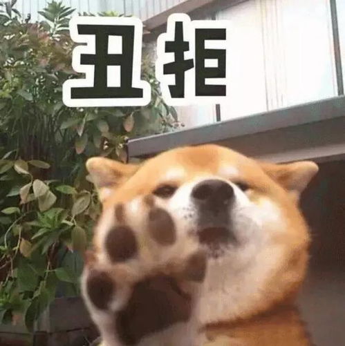 柴犬wink表情包大表姐