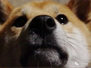 表情包柴犬北登去世日本网民集体哀悼