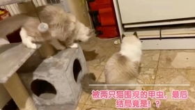 前一秒相亲相爱后一秒大打出手但一傻猫却在被打后反射弧过长截图后全是表情包,看完真开心猫咪萌宠