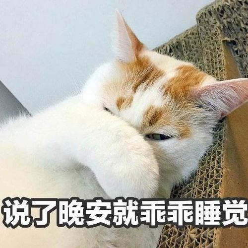 过来人告诉你,和猫咪睡觉有这些好处与坏处