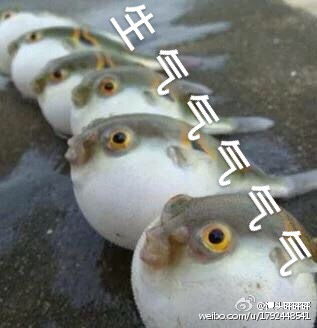 河豚生气带字表情包气成一只河豚表情包