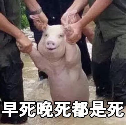 2017年度表情包大赏小猪佩奇,假笑boy,边缘试探.你最爱
