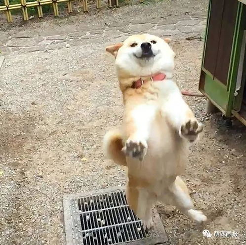 哈士奇是最二的汪柴犬表示可以一战