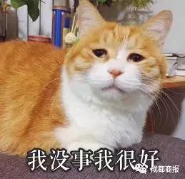 微信猫猫表情包大拇指