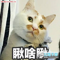 网红猫楼楼表情包下载网红猫楼楼表情无水印版下载飞翔下载