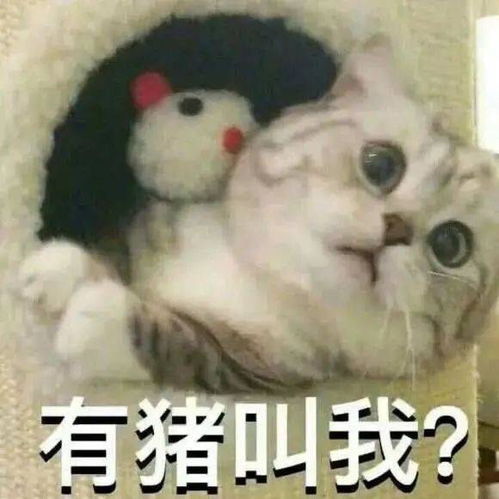 可爱小猫咪表情包奇怪的知识点又增加了