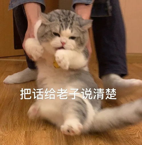 有没有比较可爱的表情包