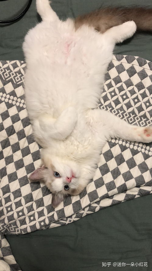 可以发自己家可爱猫猫的照片吗