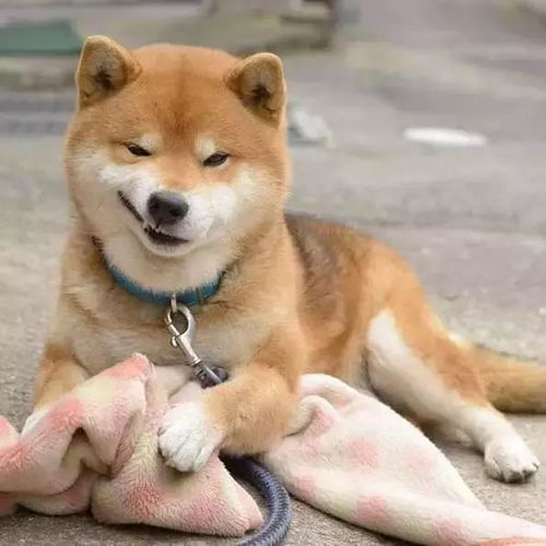 没看到这只柴犬之前,我以为哈士奇表情包是最多的