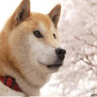 北登柴犬表情包微信头像图片大全