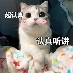 泡芙表情包更新我看你是个大笨蛋