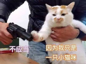老大第一次说这么多话所以接下来讲笑话