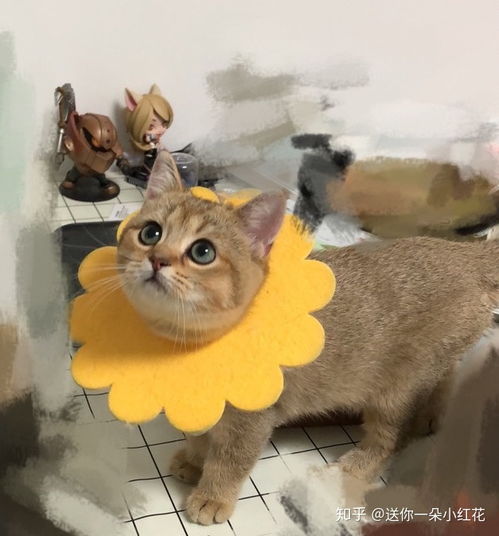可以发自己家可爱猫猫的照片吗