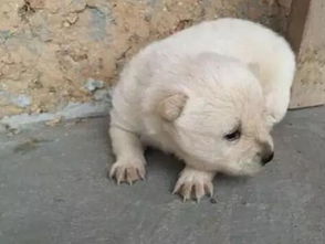 小奶狗老外跑,狗妈妈每次叼回来往主人跟前一丢好好管管它