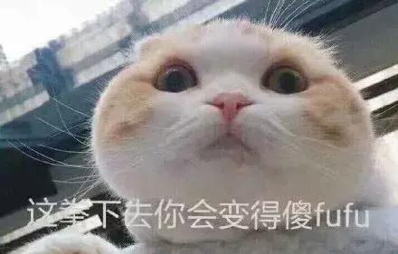 养猫之后,找对象越来越难