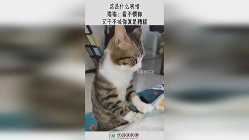 这是什么表情,猫猫看不惯你,又干不掉你真是糟糕