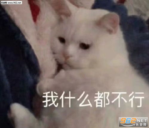 很晚了该睡了的图片当场愣住猫咪表情包下载乐游网游戏下载