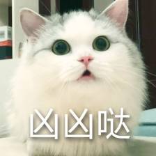 猫咪表情包,已完结堆糖,美好生活研究所超可爱猫咪表情包