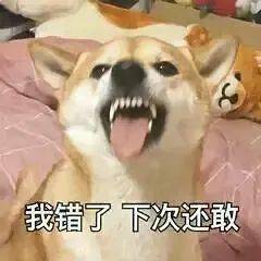第46期汪表情我上辈子是造了什么孽,遇上你这个沙雕