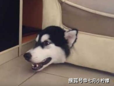 喂,铲屎的,能不能不要拍照了,先把我救出去脑壳有点疼主人狗狗柴犬