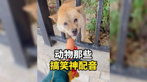 盘点动物那些搞笑神配音,这哪是配音,妥妥的翻译
