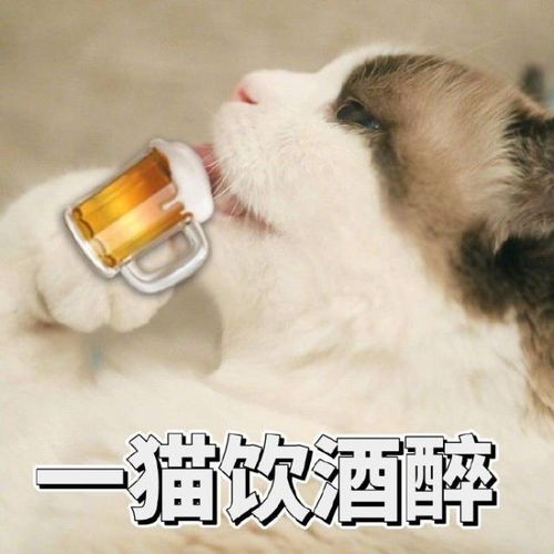 猫咪卖萌表情包带字爱猫