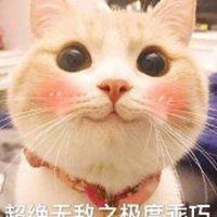 网红bobi猫表情包微信头像图片大全