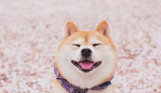 柴犬wink表情包打针