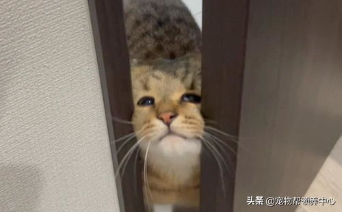 猫咪用脸挤开门表情变忧郁,网友笑喷以为主人掉马桶了...