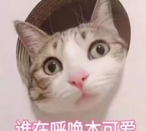 猫咪的心思你别猜,因为你根本想不到它到底要干嘛
