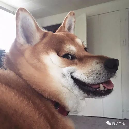 哈士奇是最二的汪柴犬表示可以一战