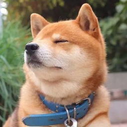 柴犬小头像,无水印,拿走不谢