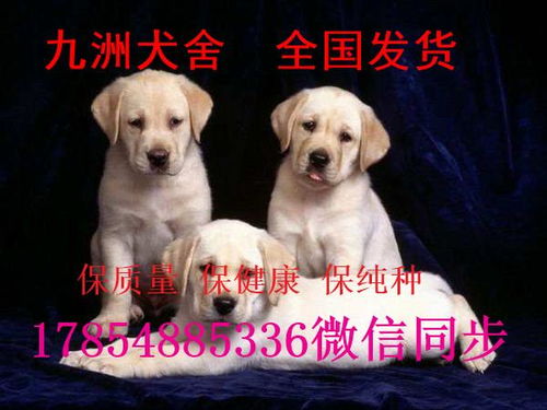 拉布拉多幼犬价格是多少