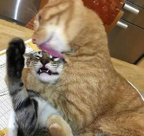 家里有一只爱耍流氓的橘猫当事喵你给的爱我承受不来