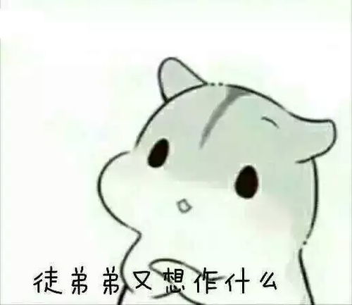 hamham小仓鼠表情包堆糖,美好生活研究所
