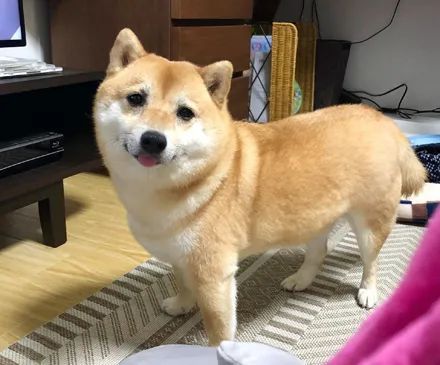 柴犬养了5年总感觉哪里怪怪的,结果路人一句话,笑喷了
