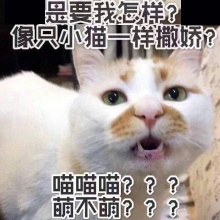 那你养我呀表情包电动车