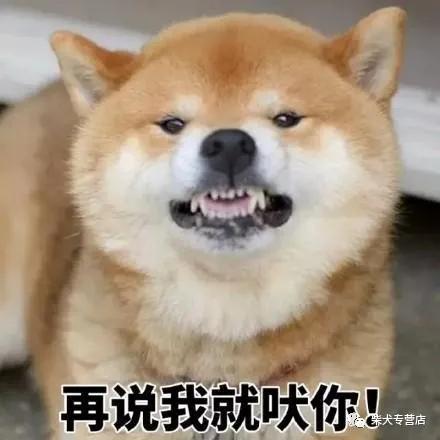 带柴犬出门,必须要注意的事项活动
