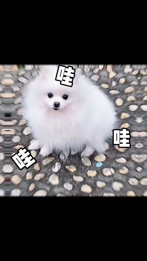 激萌动物家养宠物爆笑动物恶搞字幕恶搞配音