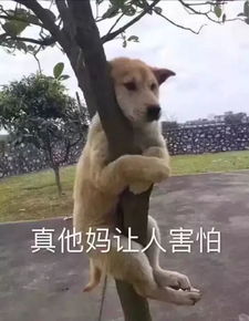 抖音你个小东西真可爱表情包
