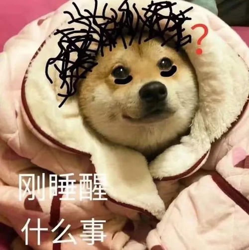 沙雕狗狗表情包来袭,赶紧收起来