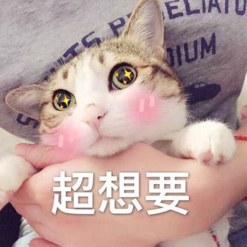 c语言教你如何做抖音很火的告白编程程序
