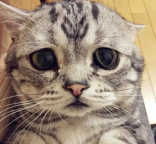 萌化了,常年委屈脸的猫咪铲屎官,你又偷吃我小鱼干是不