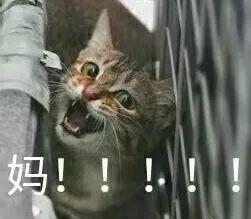 喜欢撸猫的进来,点进来让你一次撸个够二
