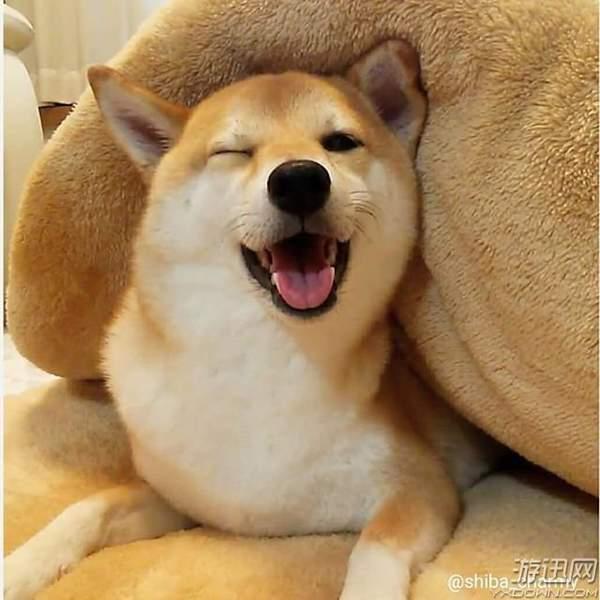 真的是别人家的狗啊阳光治愈系表情包柴犬charmy