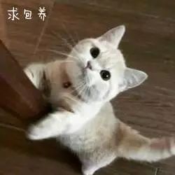 求助帖我一出门就听见有人在我背后喵喵的叫这是什么现象